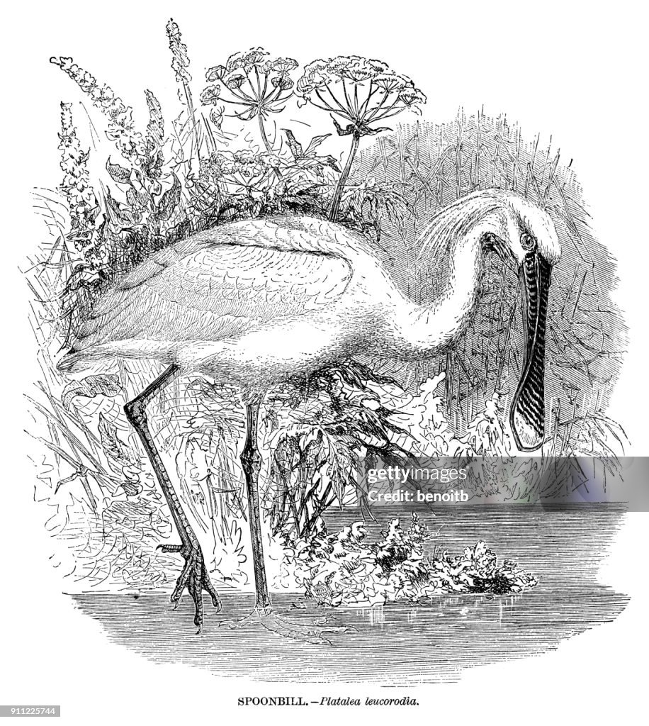 Spoonbill