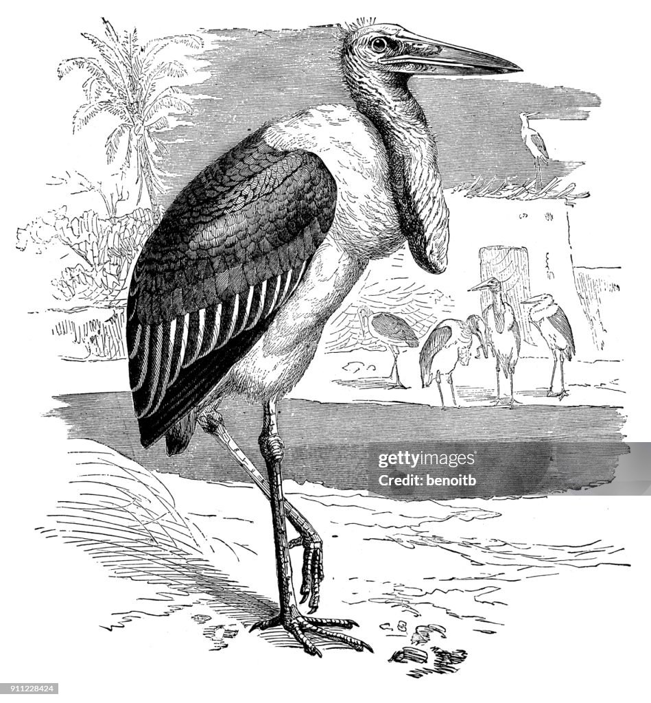 Marabou stork