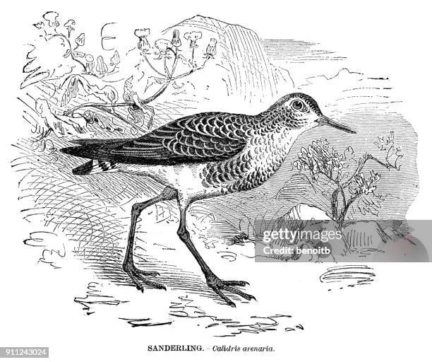 sanderling - sanderling stock illustrations
