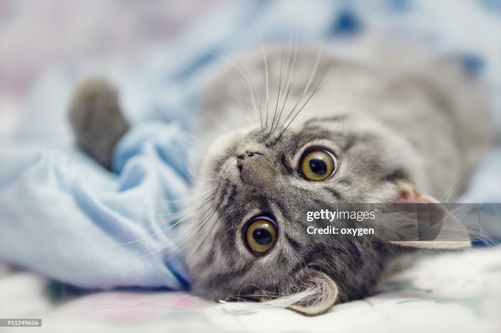 Playing small cute kitten on sofa with blue scarf