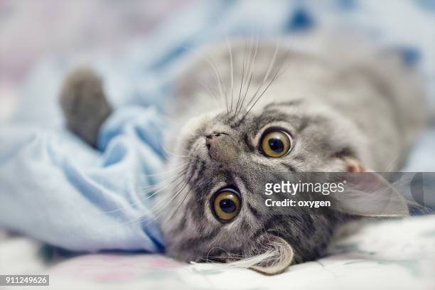 playing small cute kitten on sofa with blue scarf - grey kitten stock pictures, royalty-free photos & images
