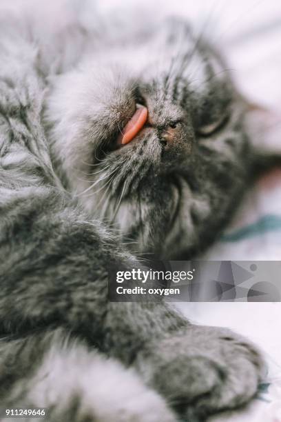 macro of sleeping kitty with tongue - cat tongue stock pictures, royalty-free photos & images