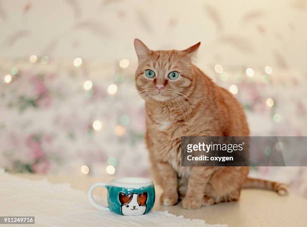 curious ginger cat sitting on white table with cup of tea - cat drinking stock-fotos und bilder