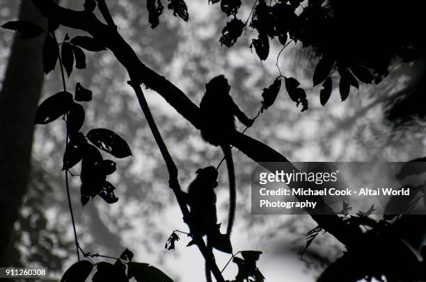 young macaques silhouetted in the jungle - danum valley photos et images de collection