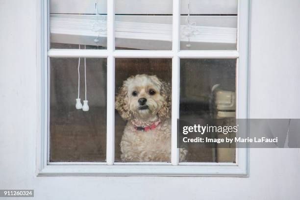 cute dog looking through window door - windows defender stock pictures, royalty-free photos & images