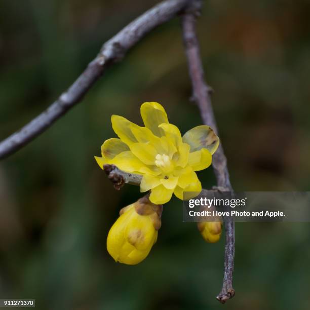 wintersweet close-up - prunus mume fotografías e imágenes de stock