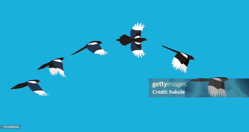 Flying sequence of magpie, multiple exposure, vector illustration