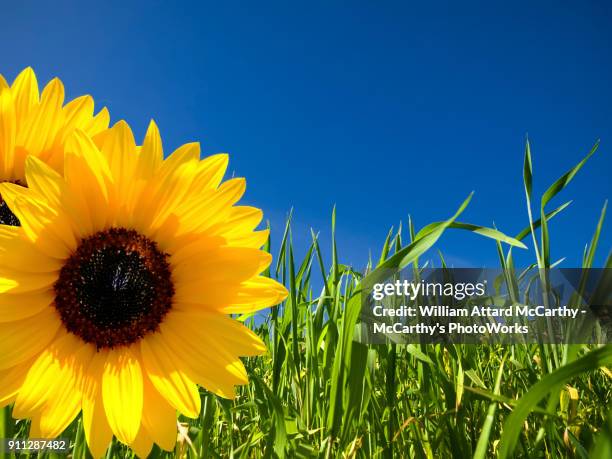 165 William Blades Stock Photos, HighRes Pictures, and Images Getty