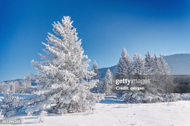 snow covered the fir trees in altay mountains - legends brunch stock pictures, royalty-free photos & images