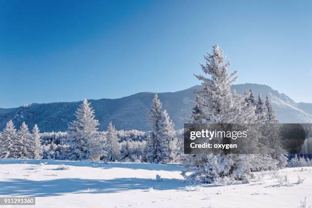 snow covered the fir trees in altay mountains - legends brunch stock pictures, royalty-free photos & images