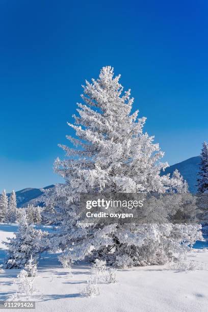 snow covered the fir trees in altay mountains - legends brunch stock pictures, royalty-free photos & images