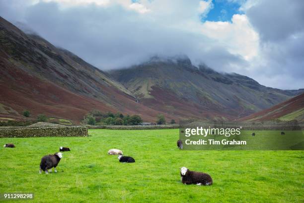 England, UK. : Flock of traditional local Herdwick Sheep in meadow by Kirk Fell and Great Gable mountains in the Lake District, Cumbria, England.
