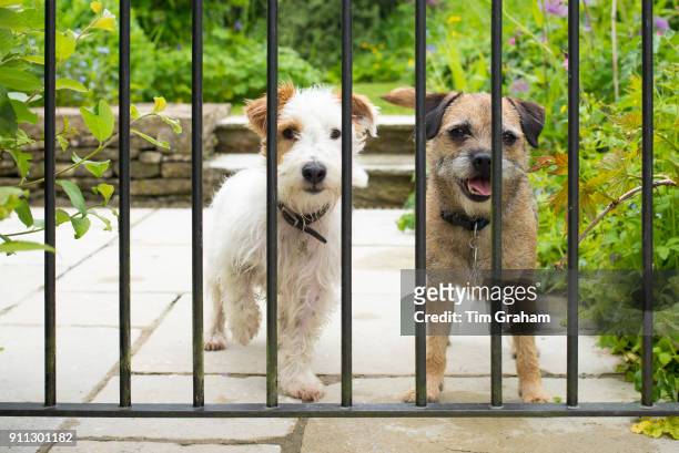 Two terriers, dog friends together behind bars of a garden gate. Left - Jack Russell terrier, right - Border Terrier.