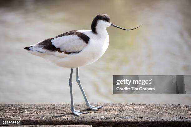 Avocet - Recurvirostra - wader at Slimbridge Wildfowl and Wetlands Centre, England, UK.