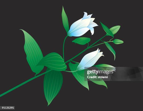 branch - easter lily stock-grafiken, -clipart, -cartoons und -symbole