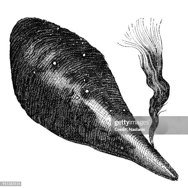 28点のnoble Pen Shellのストックフォト Getty Images 28点のnoble Pen Shellのストックフォト Getty Images