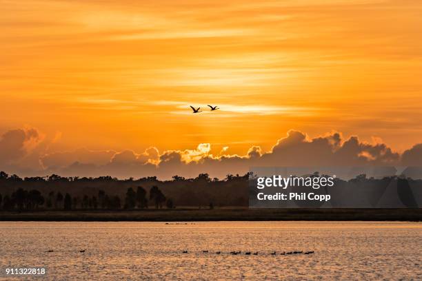 golden sunrise - grus rubicunda stock pictures, royalty-free photos & images