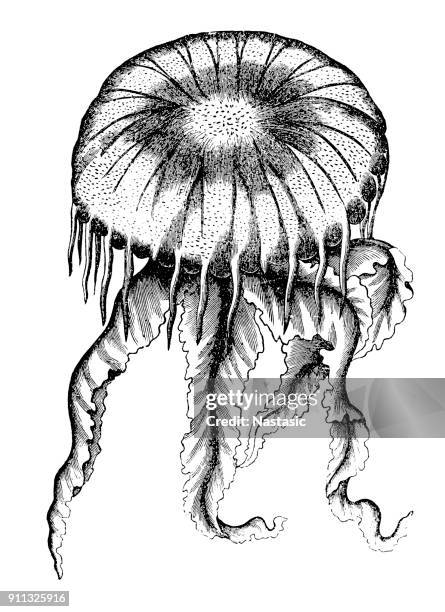 bildbanksillustrationer, clip art samt tecknat material och ikoner med medusae (chrysaora cyanea) - upside down jellyfish