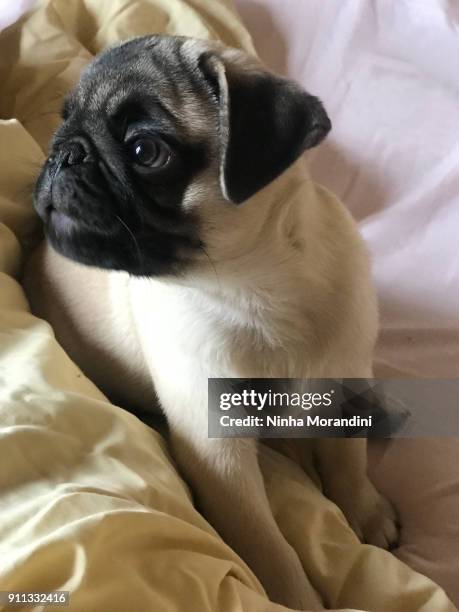 small pug - ribeirão preto stock pictures, royalty-free photos & images