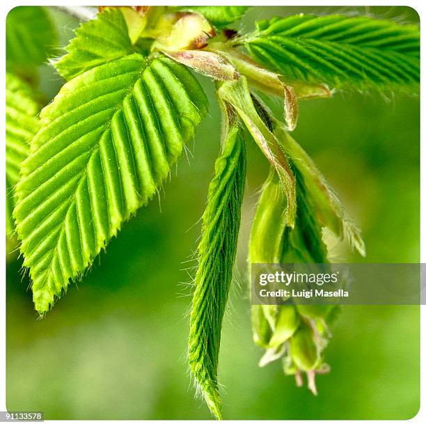 springbound  - hornbeam stockfoto's en -beelden