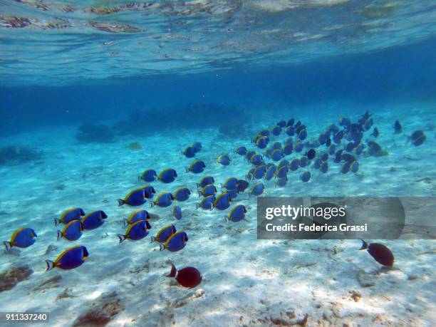 shoal of acanthurus leucosternon (powderblue surgeonfish or blue tang fish) - poisson chirurgien à poitrine blanche photos et images de collection