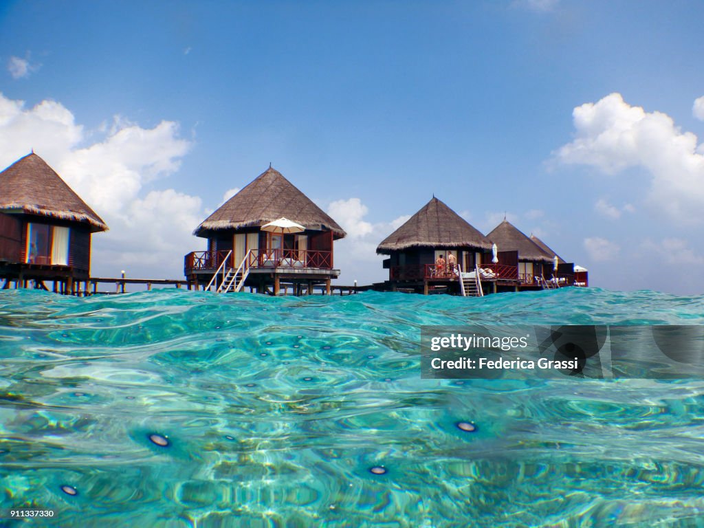 Blue Button Jellyfish (Porpita porpita)