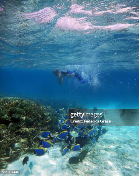 senior man swimming among powderblue surgeonfish (acanthurus triostegus) - poisson chirurgien à poitrine blanche photos et images de collection