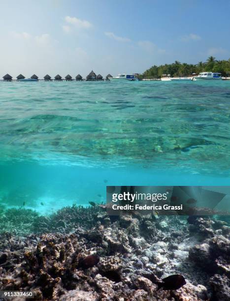 moorish idol on the coral reef of maldivian island (above and underwater view) - halfterfisch stock-fotos und bilder