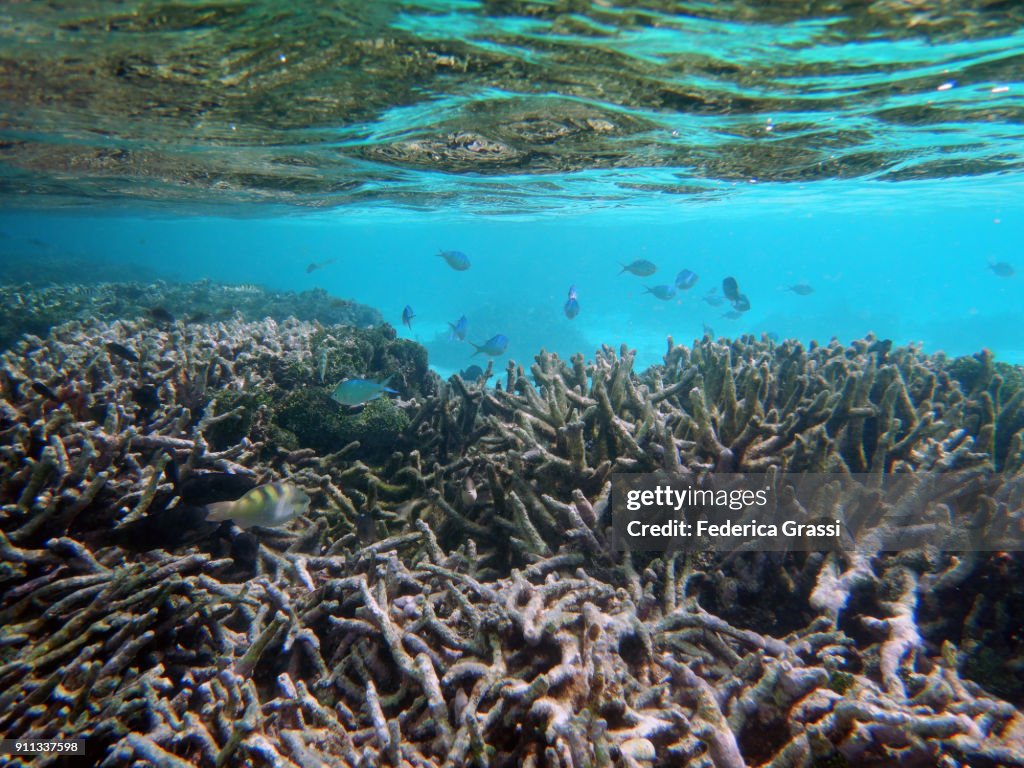 Green Chromis Swimming At Low Tide In Maldivian Lagoon
