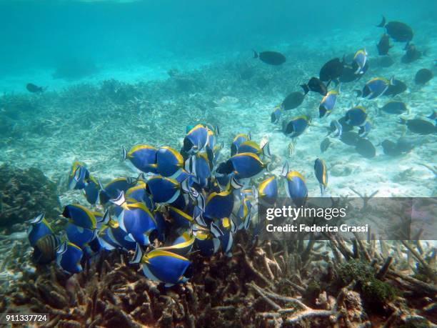 powderblue surgeonfish or blue tang fish (acanthurus leucosternon) - blue tang fish photos et images de collection