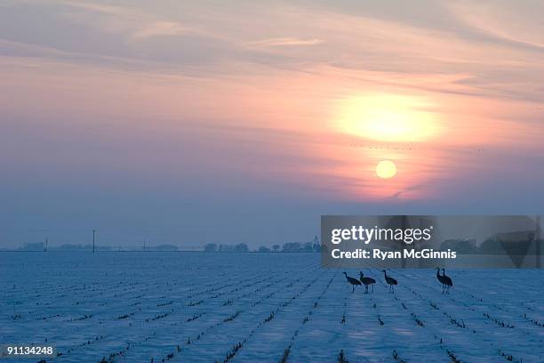 sandhill cranes in snow - kearney-nebraska photos et images de collection
