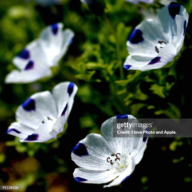 baby blue-eyes - baby blue eyes stock pictures, royalty-free photos & images