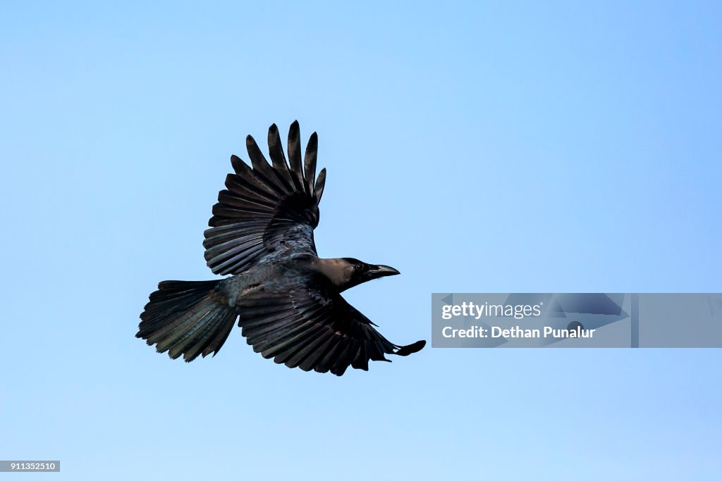 Common Crow In Flight Crow Flight High-Res Stock Photo - Getty Images
