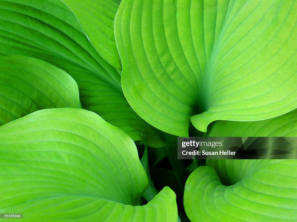 Hosta