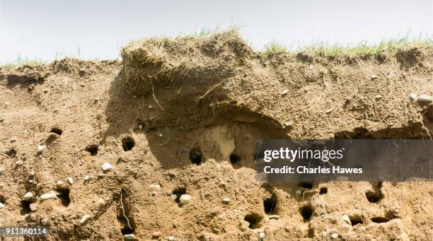 entrances of birds nests in sand at beach of porth fechan:wales coast path on the lleyn peninsula - rock face stock pictures, royalty-free photos & images