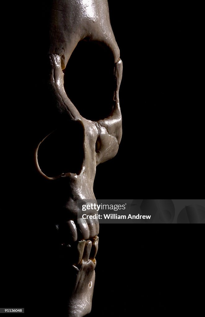Human Skull Profile