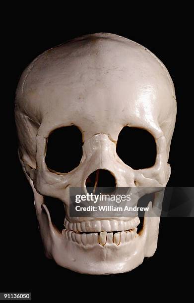 human skull - andrew eldritch stock-fotos und bilder