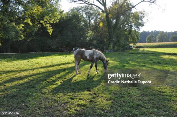 horse playing ball in a pasture - skewbald stock pictures, royalty-free photos & images