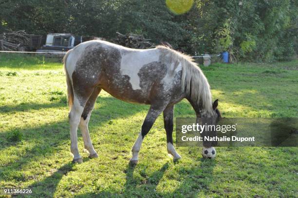 horse playing ball in a pasture - skewbald stock pictures, royalty-free photos & images
