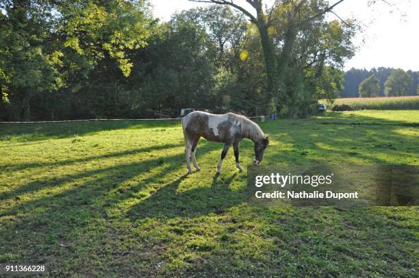 horse playing ball in a pasture - skewbald stock pictures, royalty-free photos & images