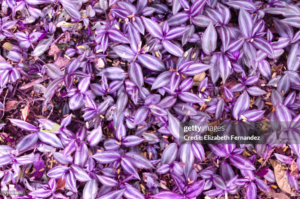 Tradescantia zebrina