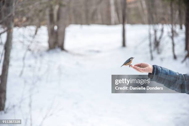 chickadee landing on a person's hand in winter to eat - bird seed stockfoto's en -beelden
