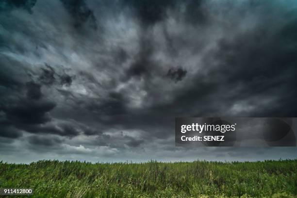 close-up of grass on field against sky - marram grass stock pictures, royalty-free photos & images