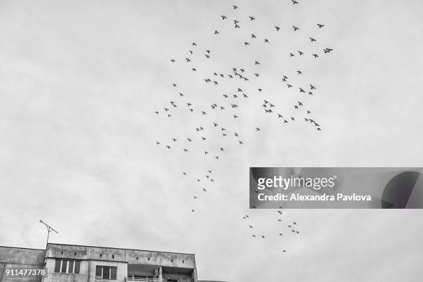 birds flying away - alexandra pavlova foto e immagini stock