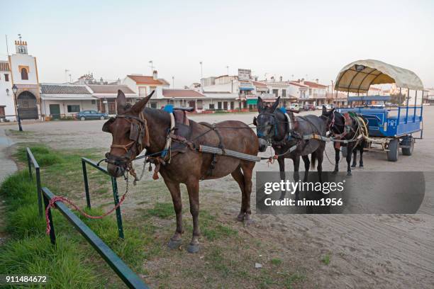 caballos con carro descansando en la plaza de doñana en el rocio, andalucía, españa - ambientazione esterna fotografías e imágenes de stock