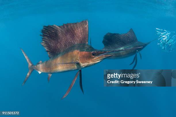 underwater photograph of sailfish hunting - segelfische stock-fotos und bilder