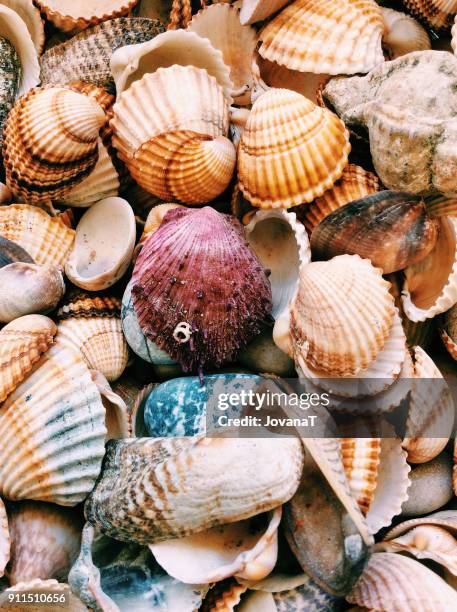 seashells of greece - fiskardo stockfoto's en -beelden