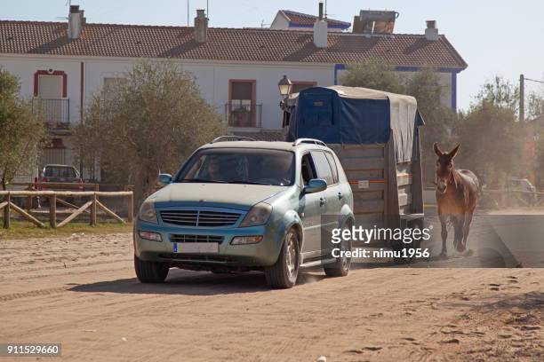 horse transportation in a sandy road in el rocio, andalusia, spain - meta turistica stock pictures, royalty-free photos & images