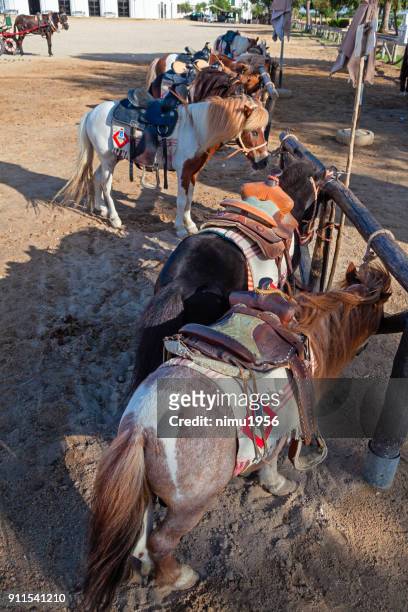 pferde ruhen im plaza donana in el rocio, andalusien, spanien - cultura spagnola stock-fotos und bilder