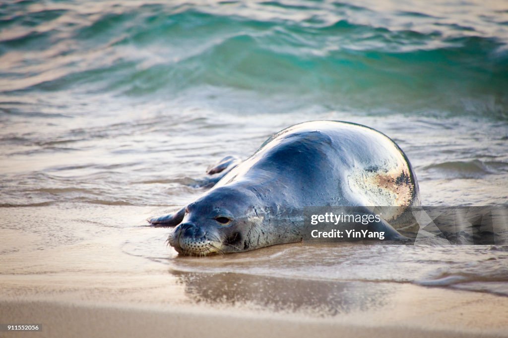 Hawaiian Monk Seal, an Endangered Wildlife of Hawaii